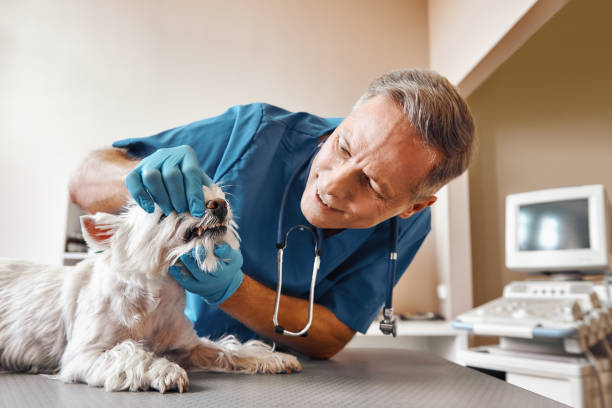 Best Emergency Treatment for Dental Infections or Abscesses in Jean Fitte, LA